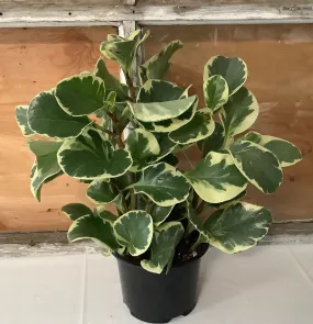 Peperomia: Variegated 4"